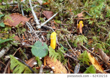 Yellow object Yellow object 62410218