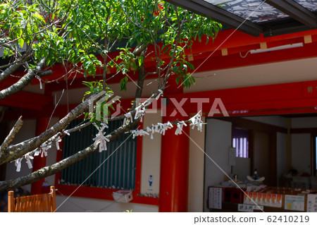 A tree connecting the fortunes of Awashima Shrine in Kada City, Wakayama Prefecture A tree connecting the fortunes of Awashima Shrine in Kada City, Wakayama Prefecture 62410219