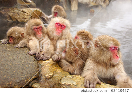 Jigokudani wild monkey park 62410427