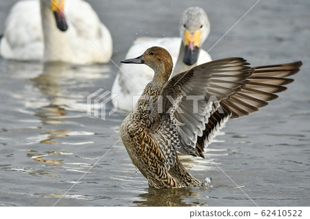 Pintail 62410522