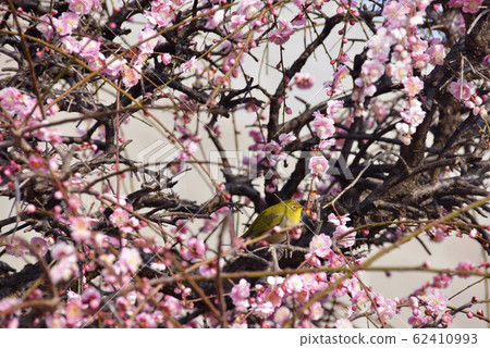 Mejiro and prime plum 62410993