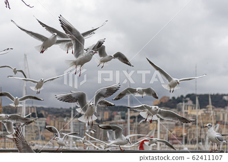 Group of flying seagulls Group of flying seagulls 62411107