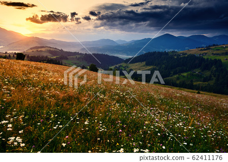 wildflowers, meadow and golden sunset in wildflowers, meadow and golden sunset in 62411176