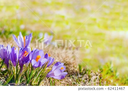 Close up blooming crocuses spring flowers 62411467