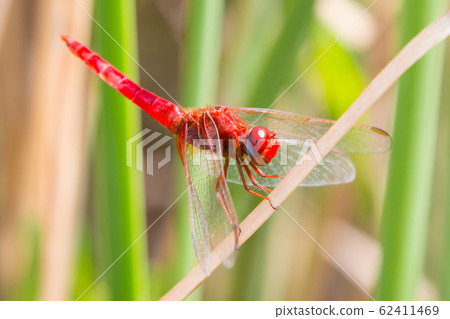Ecological concept background. Red dragonfly resting on a straw, place for text 62411469