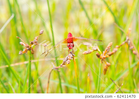 Ecological concept background. Red dragonfly resting on a straw, place for text Ecological concept background. Red dragonfly resting on a straw, place for text 62411470