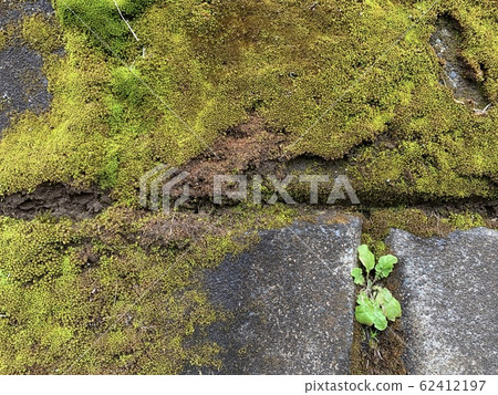 苔蘚/苔蘚 62412197