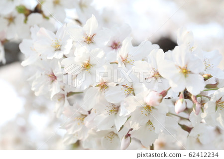 Cherry Blossoms   62412234