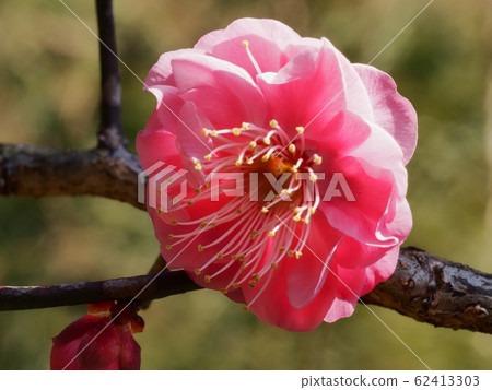 Red flower of flowers 62413303