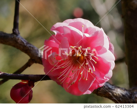 花紅色花 62413304