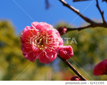 花紅色花 62413305