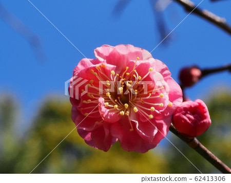 花紅色花 花紅色花 62413306