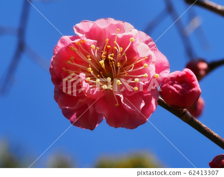 花紅色花 花紅色花 62413307