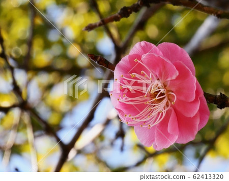 Red flower of flowers Red flower of flowers 62413320