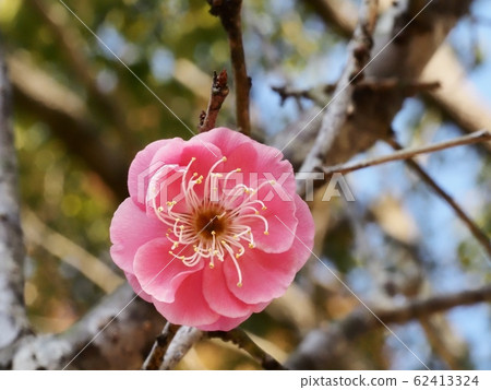 Red flower of flowers 62413324