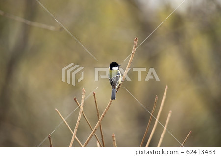 Arao City, Yotsuyama Shrine, Great Tit, Arao City, Yotsuyama Shrine, Great Tit, 62413433