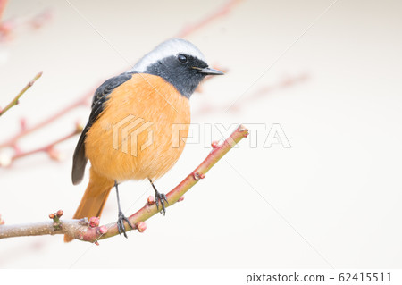 Red-faced ♀ 62415511