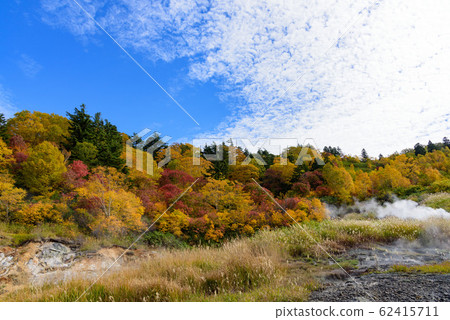 View of autumn leaves 62415711