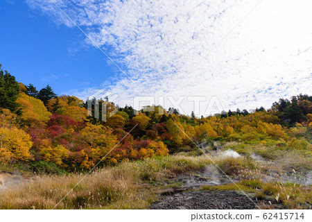 View of autumn leaves View of autumn leaves 62415714