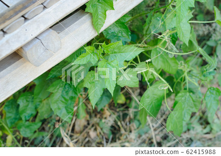Green leaves that grow naturally on the wood 62415988