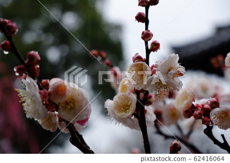 Suganbara Tenmangu神社的邦拜 Suganbara Tenmangu神社的邦拜 62416064
