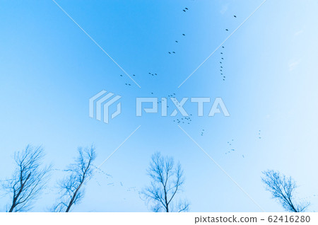 Magan of Miyajima swamp 62416280