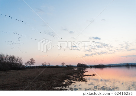 Magan of Miyajima swamp 62416285