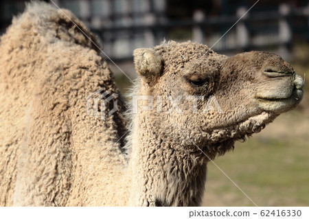 Dromedary face 62416330