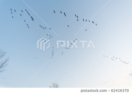 Magan of Miyajima swamp 62416370