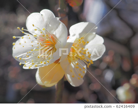 白梅花 62416409