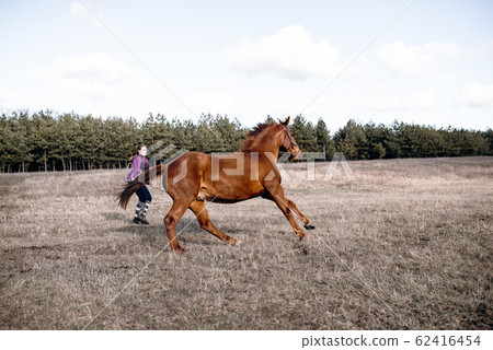 trainer girl warms up the horse in training. trainer girl warms up the horse in training. 62416454