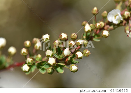 Bud of Yukiyanagi 62416455