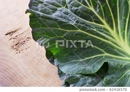 Freshly picked cabbage Freshly picked cabbage 62416570