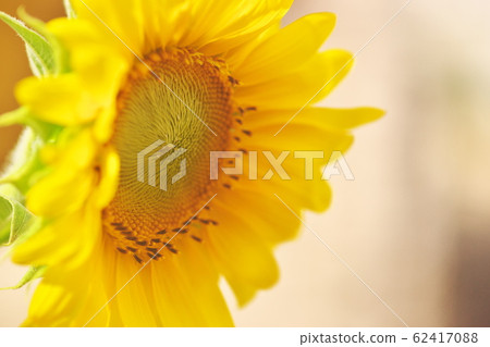 向日葵凝視 62417088
