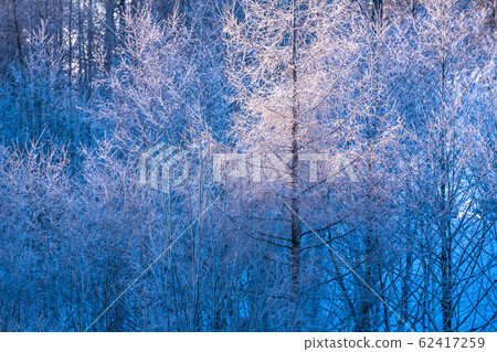 <<Hokkaido>> Forest of hoarfrost/Biei in winter <<Hokkaido>> Forest of hoarfrost/Biei in winter 62417259