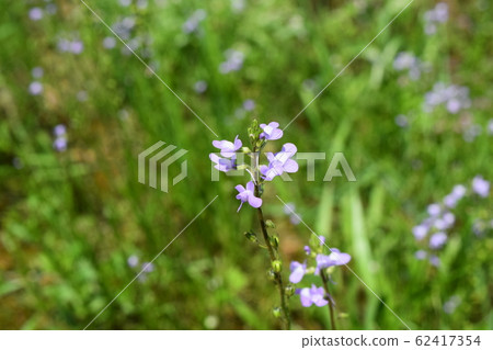 Matsubaun Run 62417354