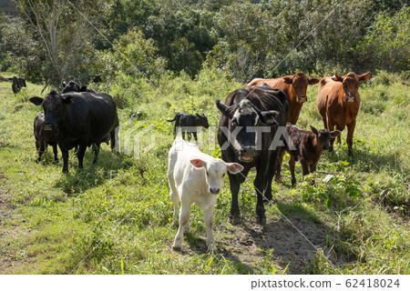 Herd of black cows Herd of black cows 62418024