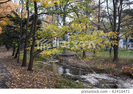 A promenade of autumn leaves 62418471