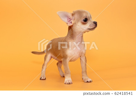 Small  Chihuahua puppy 62418541