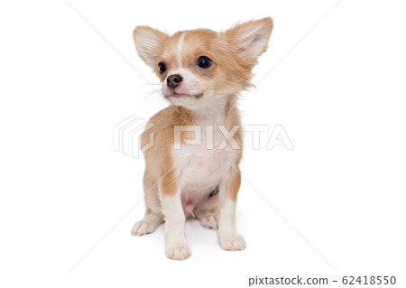 Small, beige color Chihuahua puppy Small, beige color Chihuahua puppy 62418550
