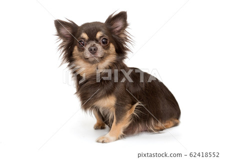 Dog breed Chihuahua brown color Dog breed Chihuahua brown color 62418552