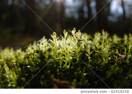 Moss Moss 62419258