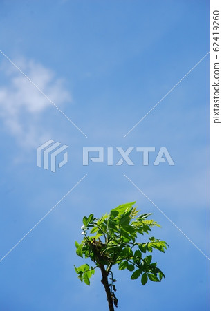 生態 生態 62419260