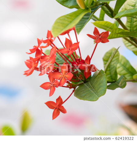 ixora flower, Rauvolfia serpentine, the red 62419322