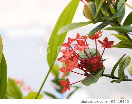 ixora flower, Rauvolfia serpentine, the red 62419340
