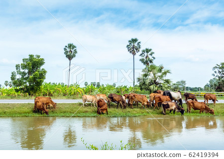 Herds of cows are eating grass on the side of the road near the irrigation canal. Herds of cows are eating grass on the side of the road near the irrigation canal. 62419394