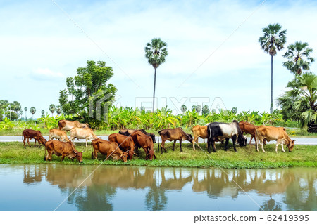 Herds of cows are eating grass on the side of the road near the irrigation canal. Herds of cows are eating grass on the side of the road near the irrigation canal. 62419395