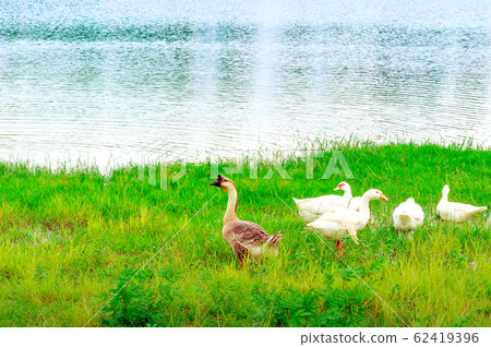 Group of swan eating near the .reservoir in the public park Group of swan eating near the .reservoir in the public park 62419396