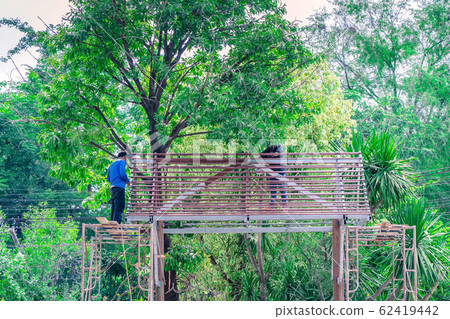 Welder and painter are helping to build a gable roof structure below a large mango tree. 62419442