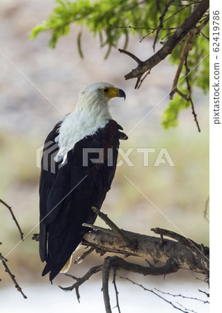 African fish eagle in Kruger National park, South African fish eagle in Kruger National park, South 62419786